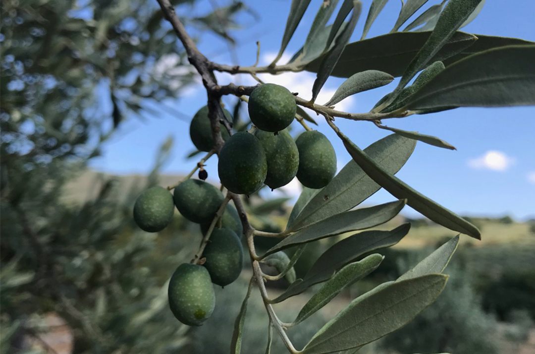 settembre le nostre olive